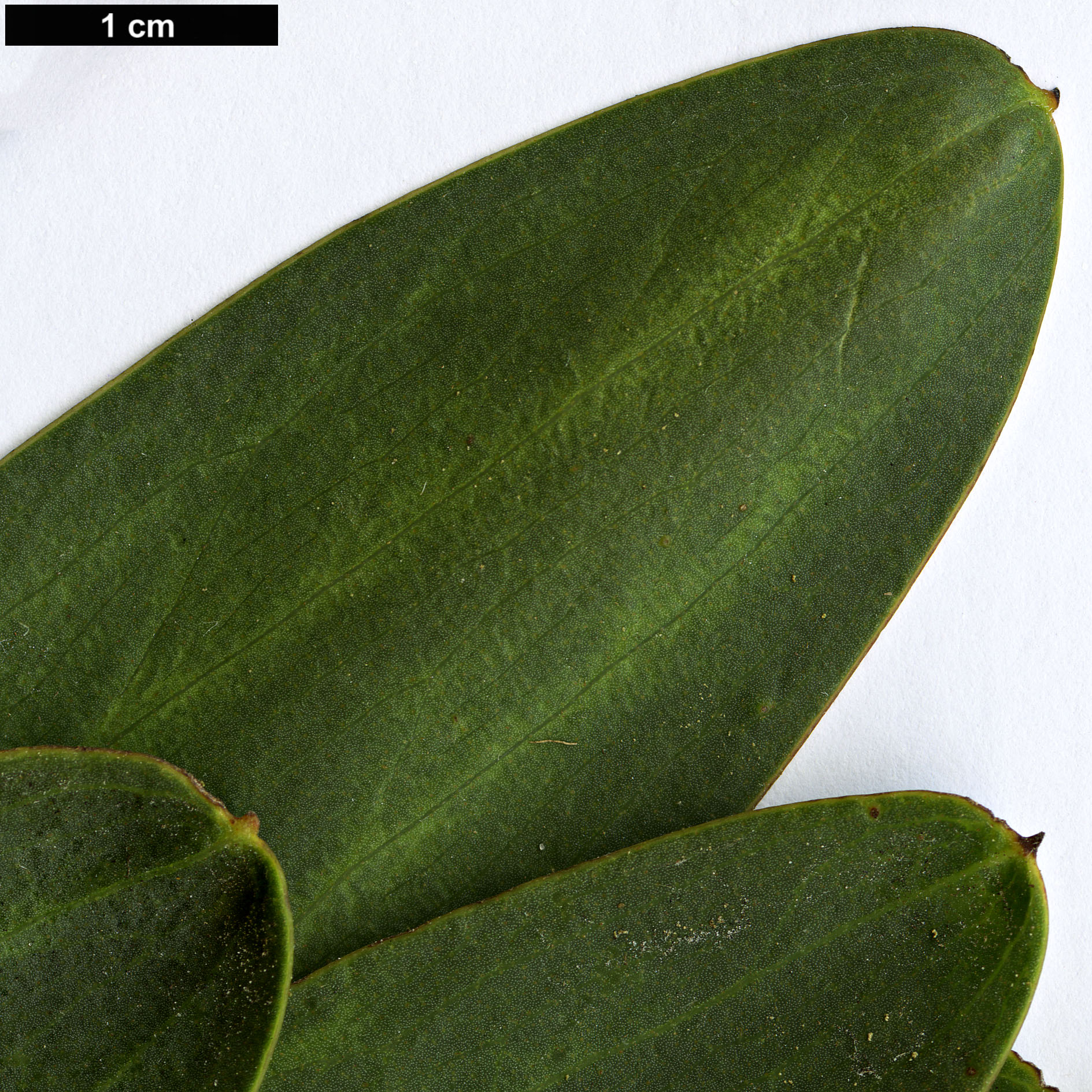 High resolution image: Family: Fabaceae - Genus: Acacia - Taxon: longifolia - SpeciesSub: subsp. sophorae